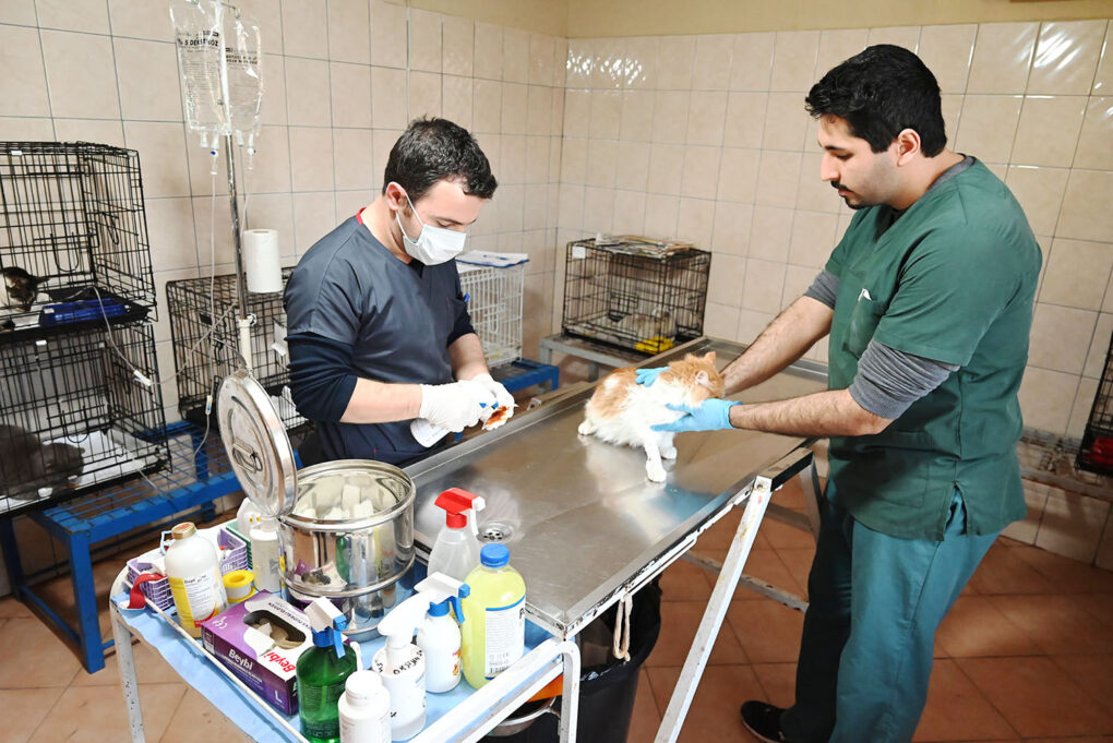 Kemer’de ocak ayında 229 hayvan kısırlaştırıldı