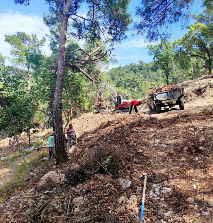 ÇALIŞ’DA AĞAÇ KATLİAMI DEVAM EDİYOR