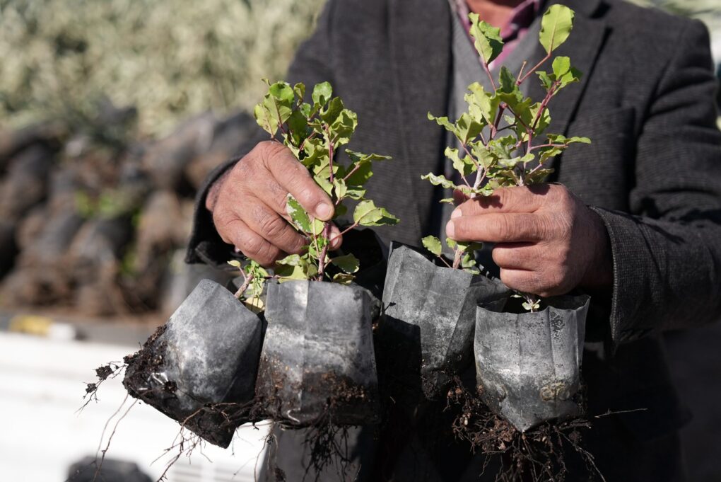 Büyükşehir’den yangında zarar gören üreticilere fidan desteği