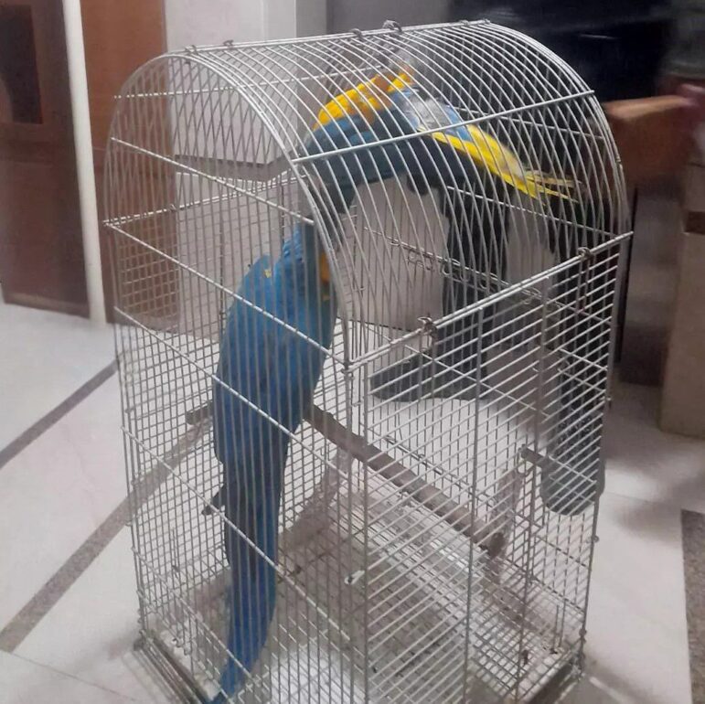 Ülkemizde Üretimi ve Satışı Yasak Olan Macaw Papağanlarına EL KONULDU