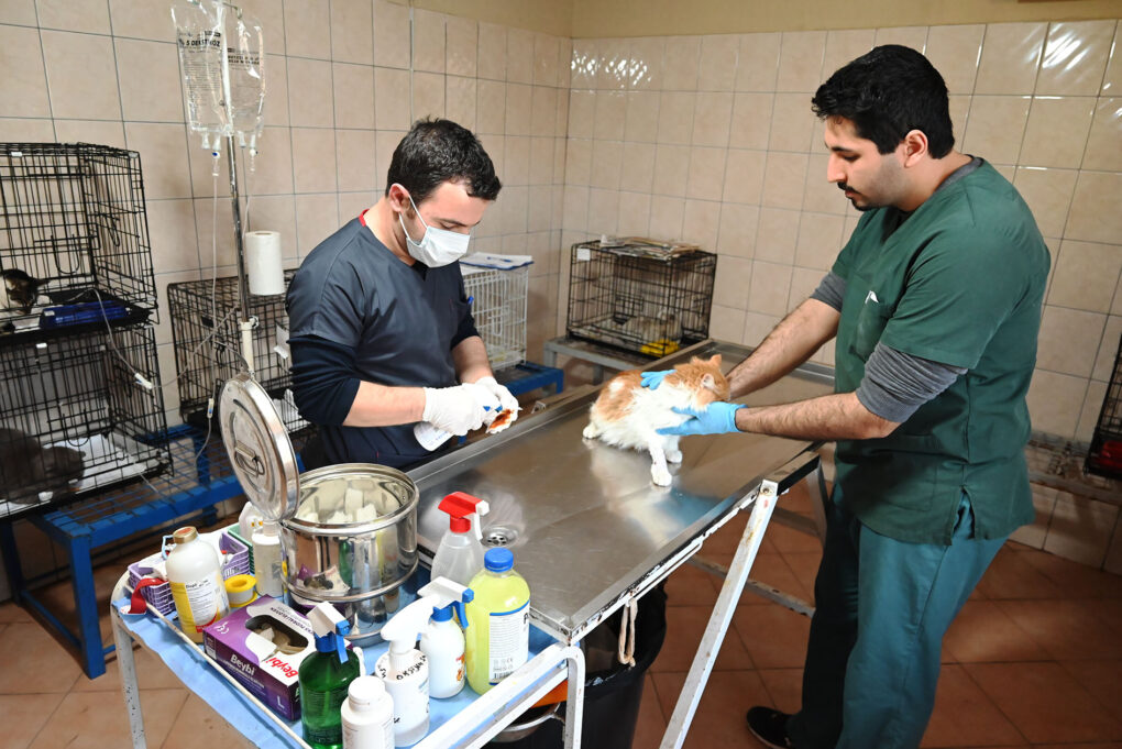 Kemer Belediyesi “Can dostlarına” sahip çıkıyor