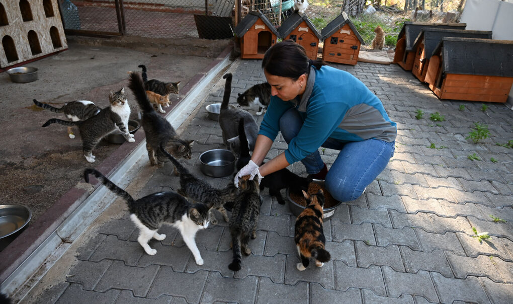 Kemer Belediyesi “Can dostlarına” sahip çıkıyor