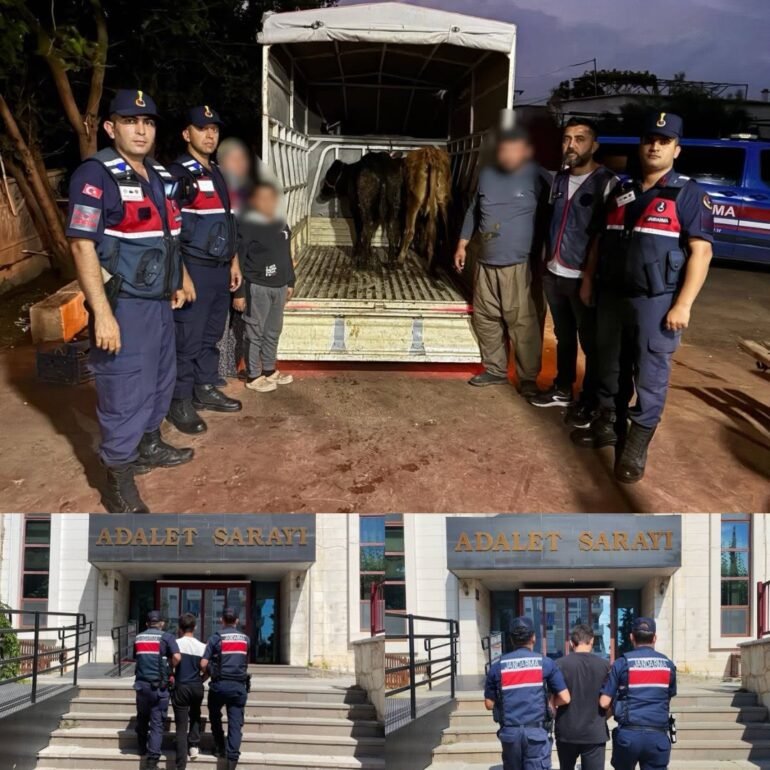 Korkuteli’de Hayvan Hırsızlığı JASAT Ekiplerince Aydınlatıldı